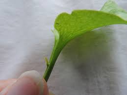 Image result for Ophioglossaceae