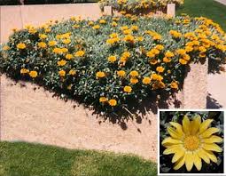 Trailing Gazania Landscaping Plants Ground Cover Plants