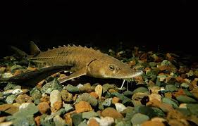 Welcome Lake Sturgeon Lake Erie Sturgeon
