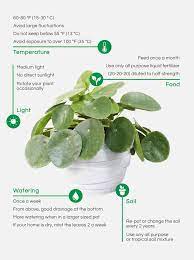 Pin On Plant Care 101