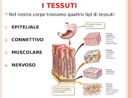 È altrettanto fondamentale conoscere anche gli effetti del caldo sul corpo umano, così da non farsi trovare impreparati e saper agire di conseguenza. L Organizzazione Del Corpo Umano Docsity