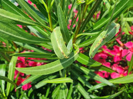 Image result for pseudomonas savastanoi pv nerii oleander symptoms