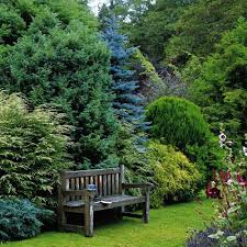 Weave A Leafy Tapestry Conifers Garden Privacy Landscaping Backyard Landscaping