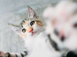 Calico is a color pattern. Hd Wallpaper Calico Cat Kitten Pet Animal Whisker Tomcat Furball Feline Wallpaper Flare
