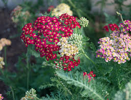 Image result for Microchloa afra