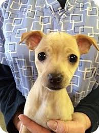 Maybe you would like to learn more about one of these? Glastonbury Ct Dachshund Chihuahua Mix Meet Angela Chiweenie A Puppy For Adoption Puppy Adoption Dachshund Adoption Pets