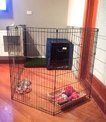 Typically it depends on the pup's age and state of training. Sophie S Bedroom Puppy Set Up Play Pen Australian Multi Gen Labradoodle Puppy Pens Dog Playpen Puppy Playpen
