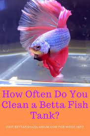 How Often Do You Clean A Betta Fish Tank Betta Fish Tank Betta Fish Fish Tank Cleaning