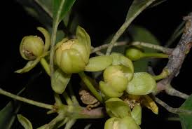 Image result for Uapaca nitida