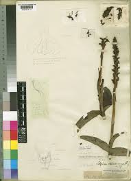 Image result for Satyrium chlorocorys