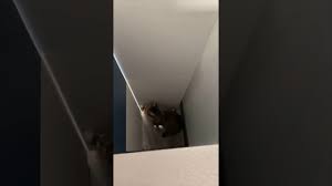 La Chatte De Tibo Inshape Et Juju Fitcat Est Coince Elle Va Tres Bien Youtube