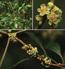 Image result for Synsepalum muelleri