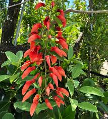 Image result for Erythrina crista-galli