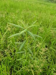 Image result for Sesbania pachycarpa