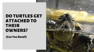 Some aquatic turtles need to be dry docked for weeks at a time in order for their illnesses to heal. Do Turtles Get Attached To Their Owners Can You Bond