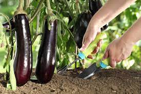 We did not find results for: Fertilizing Eggplant Top Tips For Feeding Them Right