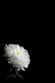 Aesthetic Black And White Flower Background Rest In Peace Dark Flowers Flower Background Wallpaper Flowery Wallpaper