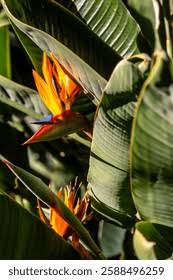 Image result for Strelitziaceae