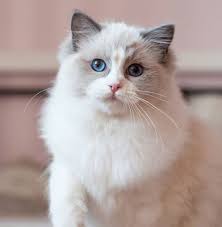 14 pros and cons of ragdoll cats petpress cats ragdoll cat ragdoll