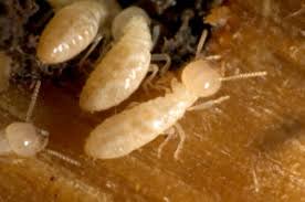 See more of eastern termite & pest control on facebook. Feasterville Pa Pest Control Lethal Pest Solutions