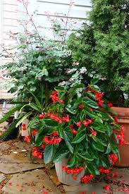 Care Instruction For A Dragon Wing Begonia Shade Plants Container Shade Plants Planting Flowers