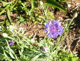 Pin On For The Garden