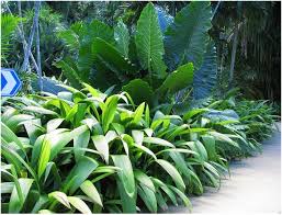 Image result for Curculigo