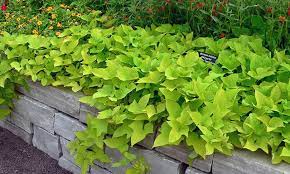 Paleohacks | sweet potato skins. Plant Of The Month Uala Sweet Potato Perfect For Growing In Hawaii West Hawaii Today