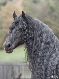 Beautiful Grey Horse With A Curly Mane And Tail Most Beautiful Horses Horses Pretty Horses