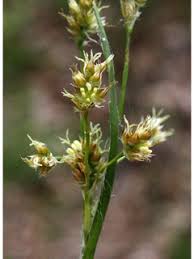 Image result for Luzula multiflora