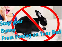~ i (think) he (want) to go for a walk. How To Stop Your Bunny From Peeing On Your Bed Youtube
