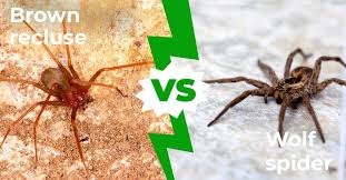 Image result for wolf spider bite skin