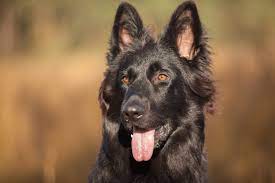 We did not find results for: Black German Shepherd The Definitive Owner S Guide Perfect Dog Breeds
