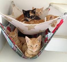Blog Diy Cat Hammock Cats Cat Hammock