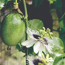 Where to plant almost all fruit trees need to be planted in full sun. Nine Fruiting Trees And Plants For The Florida Home Sarasota Magazine