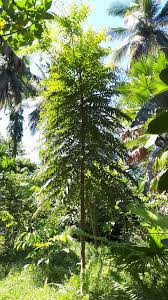 Image result for Pterocarpus tinctorius