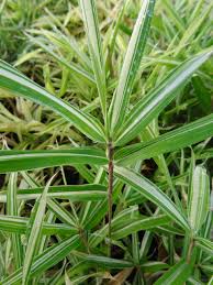 Image result for Pleioblastus fortunei