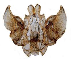 Image result for Cryptoblabes bistriga