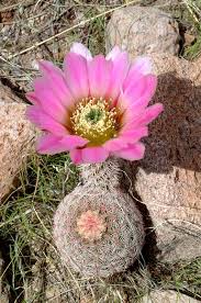 Echinocereus Pectinatus Mexico Chihuahua Bachimba More Pictures At Http Www Echinocereus De Kaktus Blume Kakteen Und Sukkulenten Seltene Pflanzen