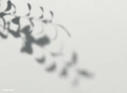Shadow Of Leaves On A Wall Free Image By Rawpixel Com Ake Shadow Shadow Photography White Aesthetic