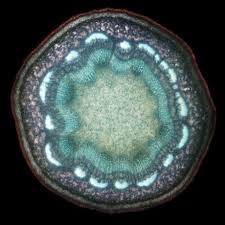 You can specify conditions of storing and accessing cookies in your browser. Inspire The Road Less Travelled Dr Neil Taylor Uk Handmade Microscopic Photography Microscopic Things Under A Microscope