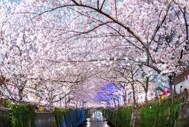 Di seguito vi elenchiamo tutto ciò che cè da sapere per aggiornarlo avere i privilegi di root installare la clockworkmod e il xposed framework. Japan S Cherry Blossom Wallpapers By Barrett Ishida Medium