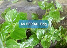 Salah satu sifat dari kandungan yang dimiliki daun ini juga bisa. Daun Sirih Cina Ketumpang Air Atau Daun Suruhan Segar 1 Kg Lazada Indonesia