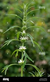 Image result for Leonurus japonicus