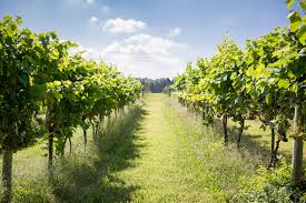 Maybe you would like to learn more about one of these? Guide To Boordy Vineyards And Winery Lovetoknow