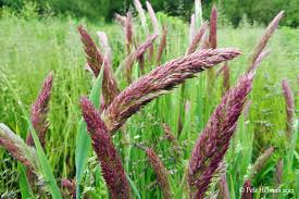 Image result for Holcus