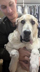 Morning walk with sheep's 😂😂 . . . . . . . #straydogsfeeder #petovers  #loyalty #animalovers #dog #humanity #loyalfriend #streetdog #love #pet  Jerry Rai