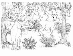 Ultimate raccoon coloring page free printable pages for kids 1216. Pin On Best Animal Coloring Pages