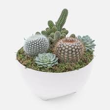A small agave is $45 and prices range up to $145 for a from the city of cypress on ball and denni in orange county. Cacti And Succulent Garden In Large Taliah Bowl Succulent Delivery Nyc Plantshed Com