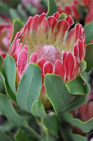 Protea Holiday Red Protea Flower Flowers Protea